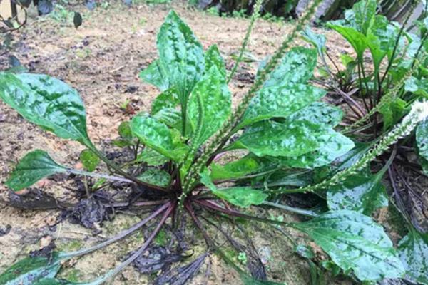 车前草简介，又称牛舌草、车轮菜等