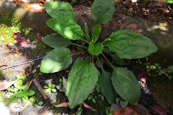 车前草简介，又称牛舌草、车轮菜等