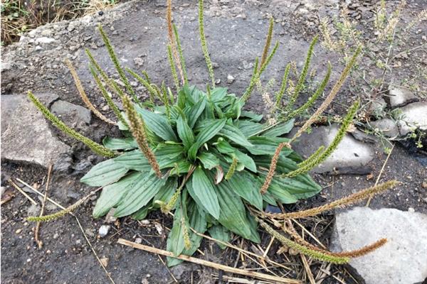 车前草简介，又称牛舌草、车轮菜等