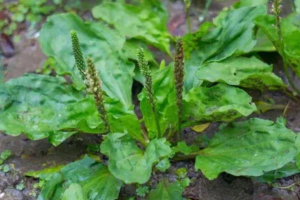 车前草简介，又称牛舌草、车轮菜等
