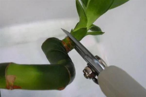 富贵竹一根变两根的方法，劈开枝条放入水中养护便可等待根系生长
