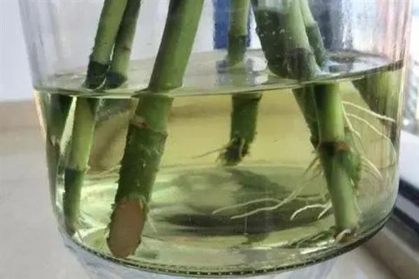 富贵竹一根变两根的方法，劈开枝条放入水中养护便可等待根系生长
