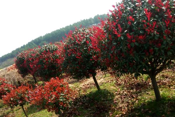 红叶石楠和石楠的区别，株型、叶片和花朵均不同