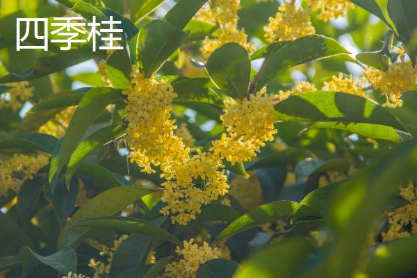 桂花什么时候开花，会在9-10月份左右开花