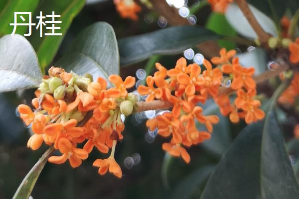 桂花什么时候开花，会在9-10月份左右开花