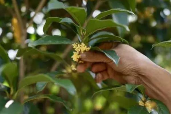 桂花什么时候开花，会在9-10月份左右开花
