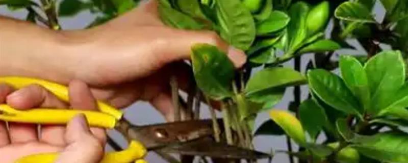 栀子花如何修剪，幼年期可将主株顶端的枝梢剪除