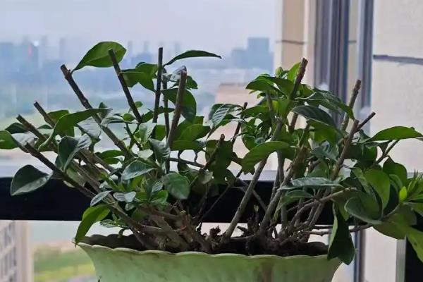 栀子花如何修剪，幼年期可将主株顶端的枝梢剪除