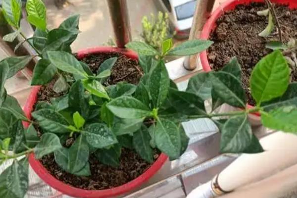栀子花如何修剪，幼年期可将主株顶端的枝梢剪除