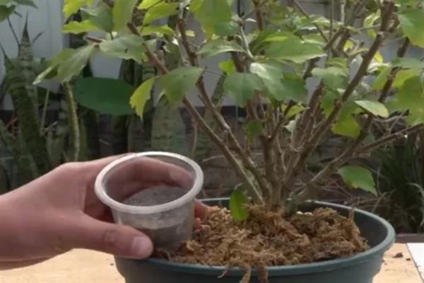 什么植物不能用草木灰，不适用于山茶花、栀子花等喜酸品种