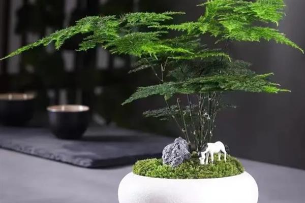 什么植物不能用草木灰，不适用于山茶花、栀子花等喜酸品种