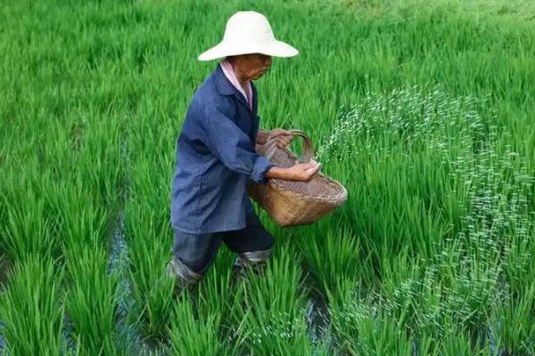 水稻移栽后过多久才能施肥，经过一周左右再追施尿素