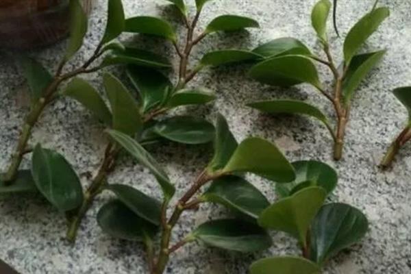 豆瓣绿的扦插方法，可以在每年的4-5月进行