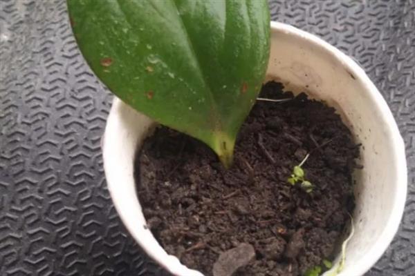 豆瓣绿的扦插方法，可以在每年的4-5月进行