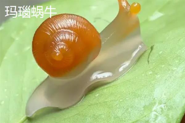 蜗牛有什么颜色，软体部分以灰色、淡黄色等颜色为主