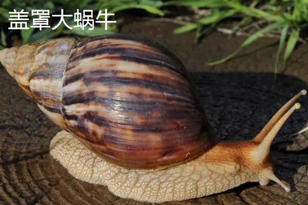蜗牛有什么颜色，软体部分以灰色、淡黄色等颜色为主
