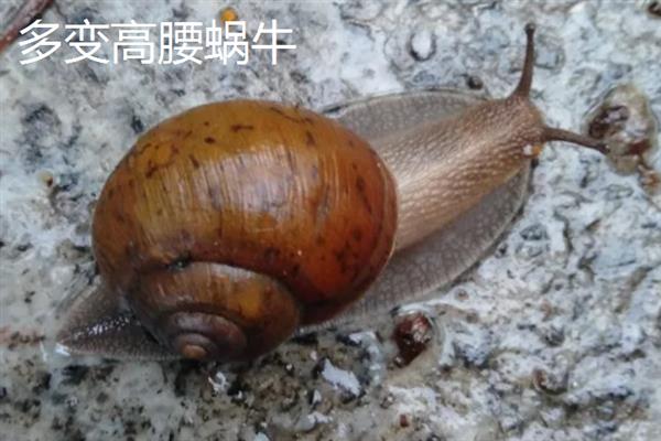 蜗牛有什么颜色，软体部分以灰色、淡黄色等颜色为主