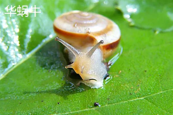 蜗牛有什么颜色，软体部分以灰色、淡黄色等颜色为主