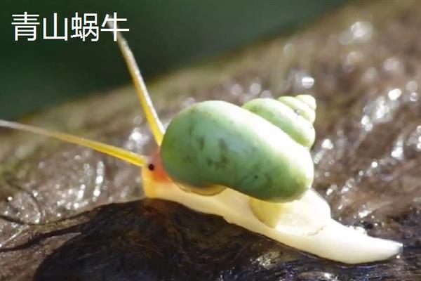 蜗牛有什么颜色，软体部分以灰色、淡黄色等颜色为主