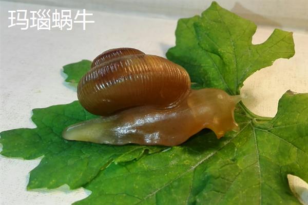 蜗牛有什么颜色，软体部分以灰色、淡黄色等颜色为主