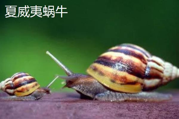 蜗牛有什么颜色，软体部分以灰色、淡黄色等颜色为主