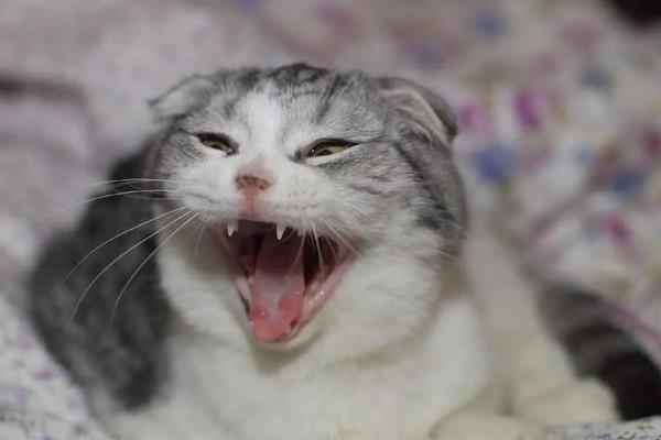 猫咪叫春多久能结束，需要持续3-7天左右