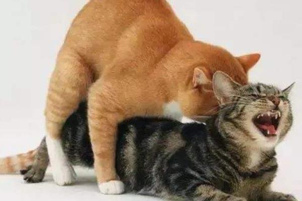 猫咪叫春多久能结束，需要持续3-7天左右