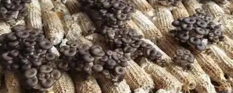 玉米芯平菇的种植方法，需根据气候环境选择平菇品种