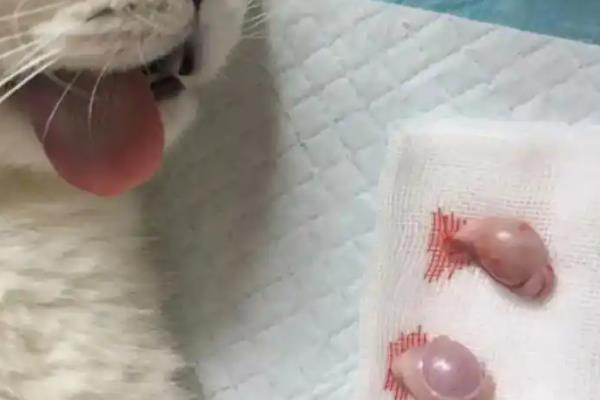 猫咪叫春多久能结束，需要持续3-7天左右