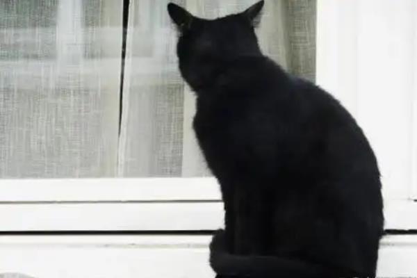 猫咪叫春多久能结束，需要持续3-7天左右