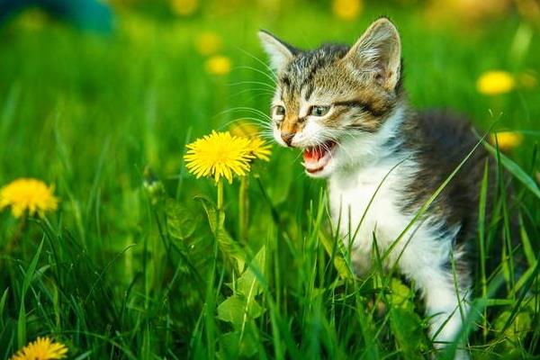 猫咪叫春多久能结束，需要持续3-7天左右