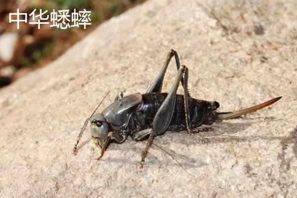 蟋蟀和蝈蝈有什么区别，科属、别名、体色均不同