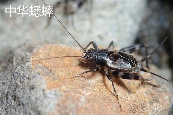 蟋蟀和蝈蝈有什么区别，科属、别名、体色均不同