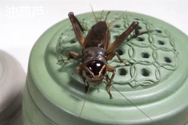 蟋蟀和蝈蝈有什么区别，科属、别名、体色均不同