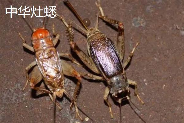 蟋蟀和蝈蝈有什么区别，科属、别名、体色均不同