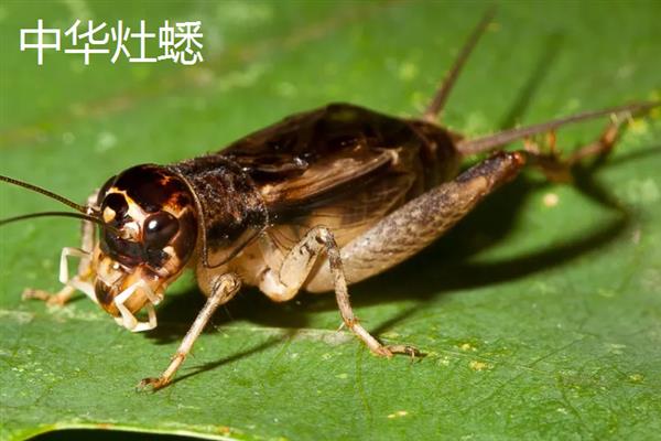 蟋蟀和蝈蝈有什么区别，科属、别名、体色均不同