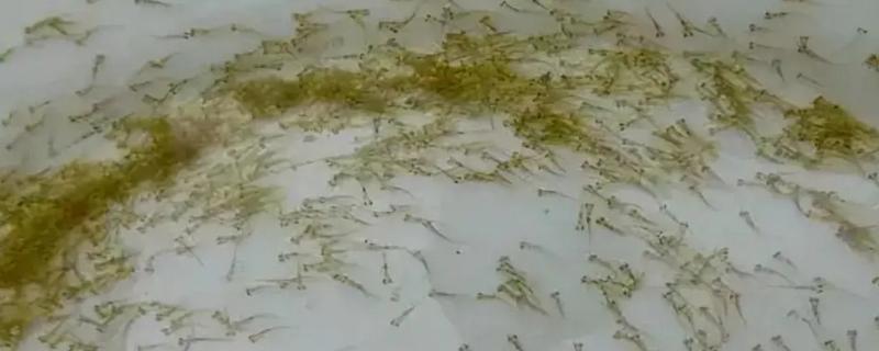 鱼苗的食物，豆浆、蛋黄、饼粉等种类均可饲喂