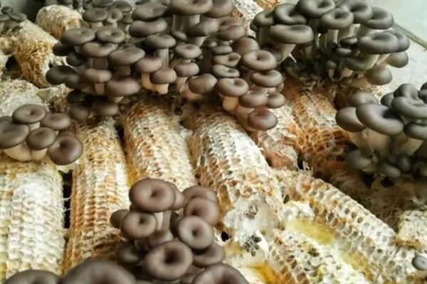 玉米芯平菇的种植方法，需根据气候环境选择平菇品种