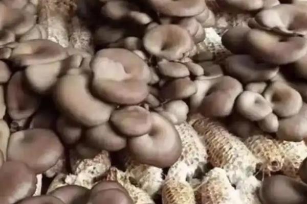 玉米芯平菇的种植方法，需根据气候环境选择平菇品种