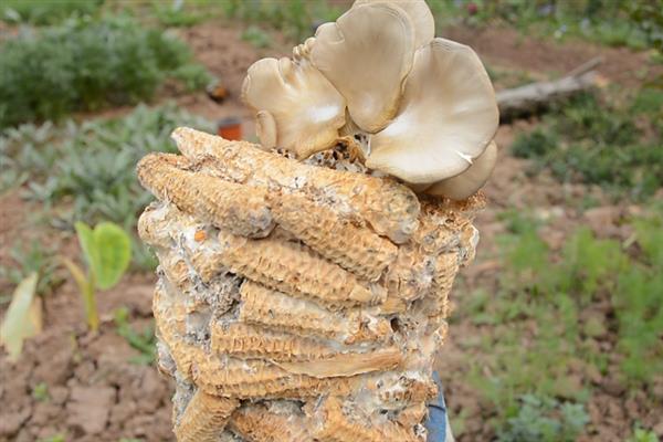 玉米芯平菇的种植方法，需根据气候环境选择平菇品种