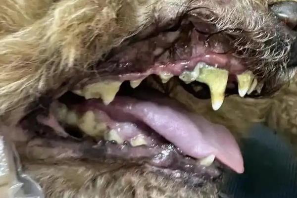 狗狗出现牙结石怎么办，洗牙可防止结石进一步加重