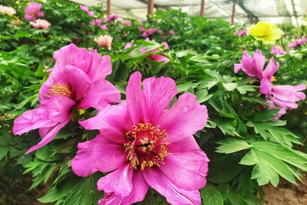 怎么让牡丹春节前开花，需要采取适当的保暖措施