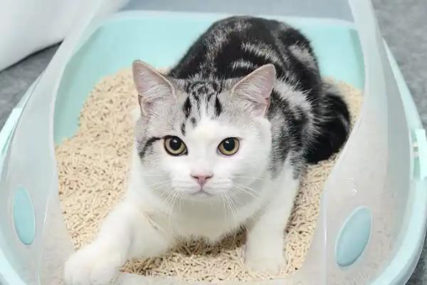 训练猫咪使用猫砂盆的方法，要把猫砂盆放在通风、安静、人少的角落中