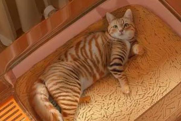 训练猫咪使用猫砂盆的方法，要把猫砂盆放在通风、安静、人少的角落中