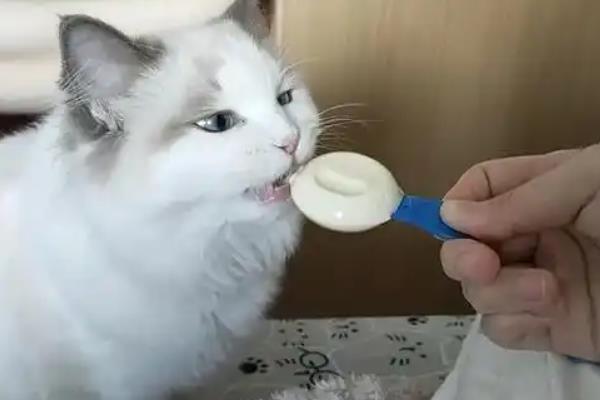 训练猫咪使用猫砂盆的方法，要把猫砂盆放在通风、安静、人少的角落中