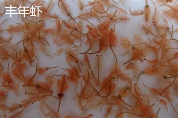 鱼苗的食物，豆浆、蛋黄、饼粉等种类均可饲喂