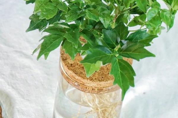 幸福树怎么水插，枝条在水中不能接触容器底部