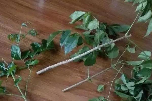 幸福树怎么水插，枝条在水中不能接触容器底部