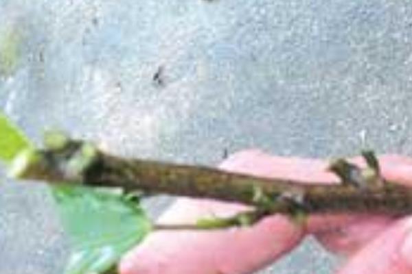 幸福树怎么水插，枝条在水中不能接触容器底部