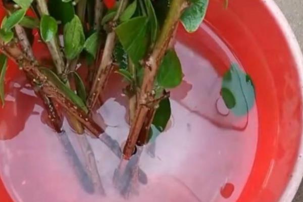 幸福树怎么水插，枝条在水中不能接触容器底部